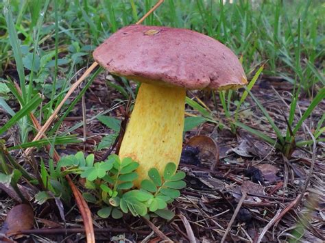 More South Florida Mushrooms Mushrooms
