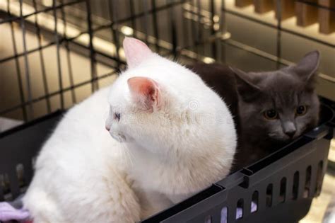 Two Kittens In A Cage Close Up Stock Photo Image Of Small Shorthair