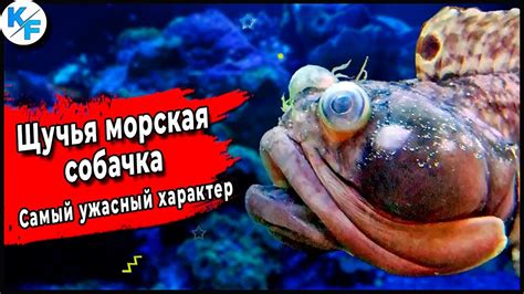 Особенности рыбы с названием собака: виды, среда обитания, особенности ...