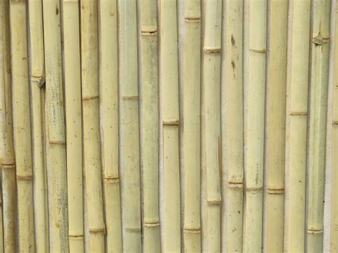 Bamboo Free Stock Photo Public Domain Pictures