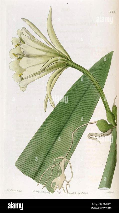 Ismene