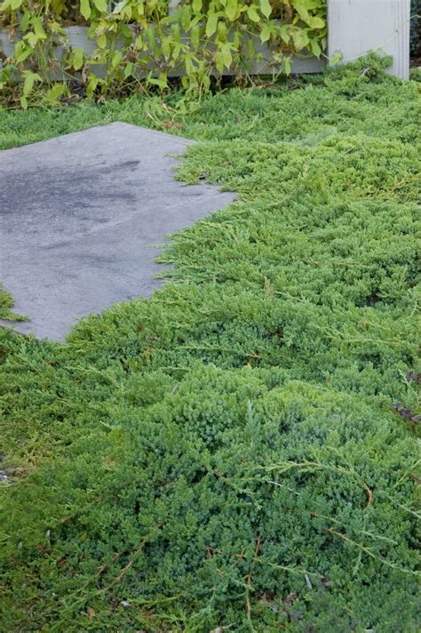 Juniper - Dwarf Japanese Garden - Malmborgs