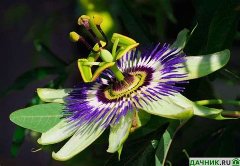 Комнатный цветок Пассифлора: правильный уход в домашних условиях, фото ...
