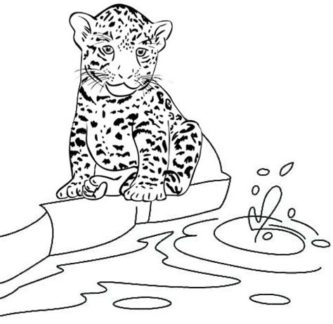 Eight Fun Baby Jaguar Coloring Pages for Kids - Coloring Pages