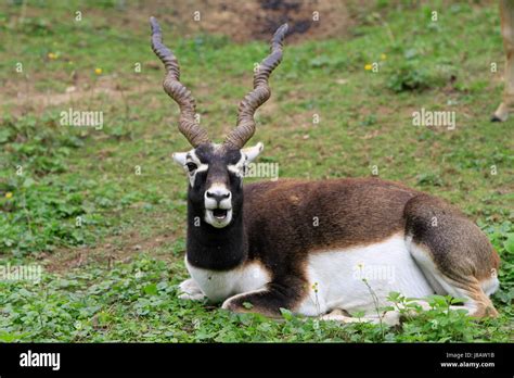 Blackbuck In Close Stock Photo Alamy