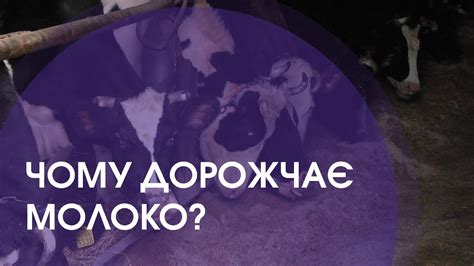 Польща може вбити українську молочку? - YouTube