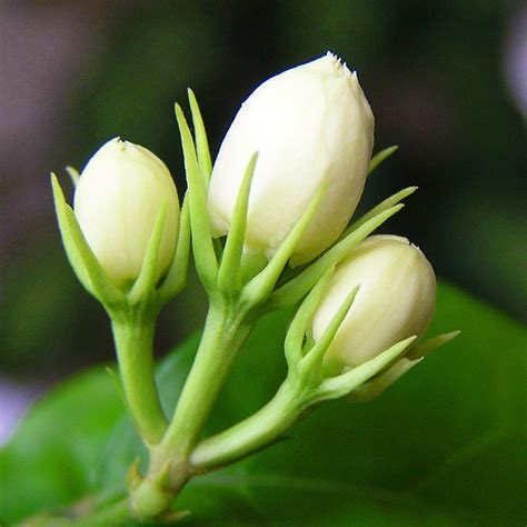 Mogra Flower – shivmangalam.com