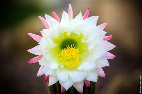 Красивые экзотические цветы фото большого размера