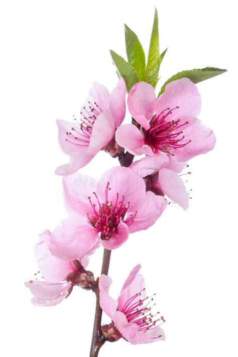 Bloeiende Boom In De Lente Met Roze Bloemen Stock Afbeelding