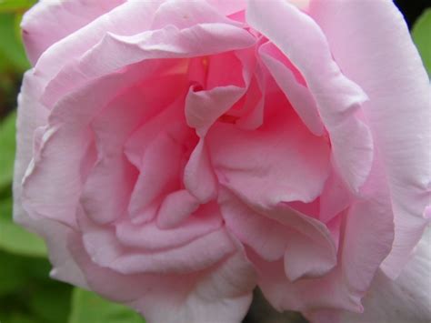 Roos Klimroos Rosa Kathleen Harrop