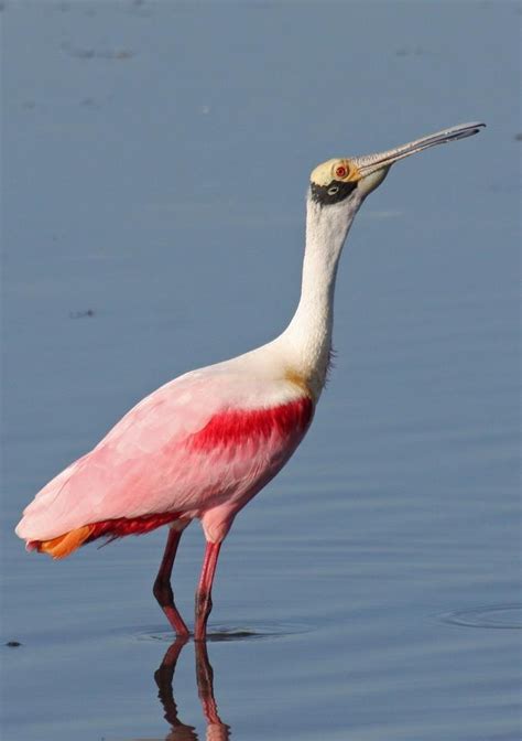 17 Best images about Spoonbills, roseate spoonbill bird, birds, white