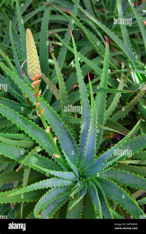 Growing Aloe Vera Plants Stems With Blooming Red Flowers Farming At