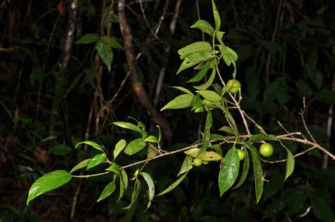 Garcinia Plant18 Clusiaceae Image 90667 At PhytoImages Siu Edu