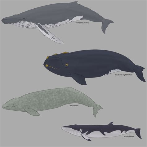 Baleen Whales by DeepBlueSeaWhale on deviantART