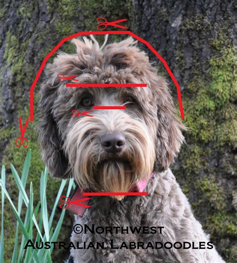 Dog Grooming For Labradoodle at Maria Couch blog