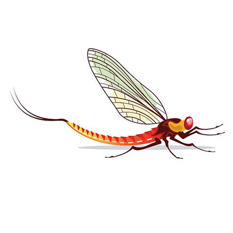 mayfly illustrations royalty  vector graphics clip art istock