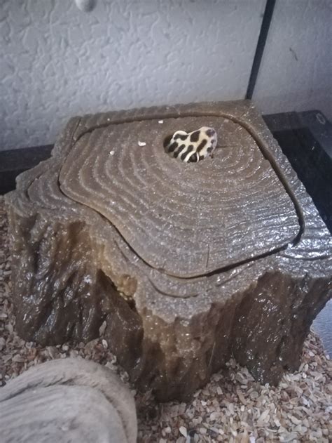 Мой Гектор | Пикабу