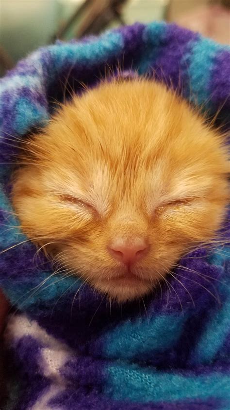t-tiny of the tiniest tucked in orange fluff ball kitten : r/Purrito