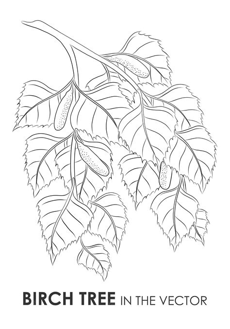 Premium Vector Vector Sketch Of A Birch Twig On A White Background