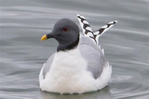10 Different Types Of Seagulls Sea Gull Types With Photos