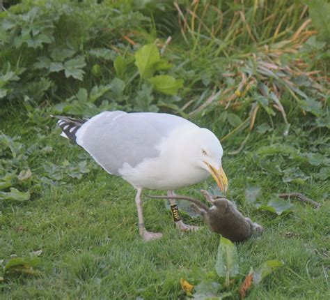 Что может съесть чайка: masterok — LiveJournal