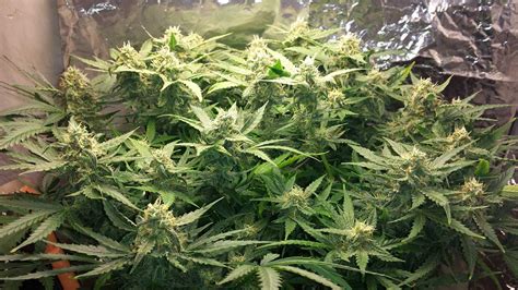 How To Train Auto Flowering Plants For Bigger Yields Grow Weed Easy