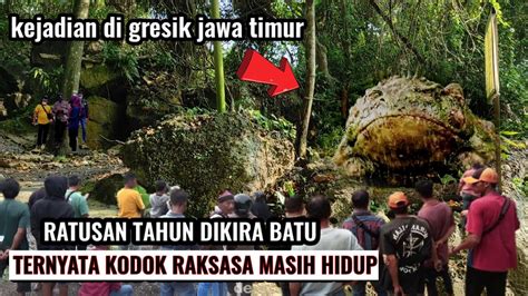 Gresik Gempar Ratusan Tahun Dikira Batu Ternyata Kodok Masih Hidup