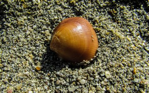 images beach nature sand wildlife fauna shell invertebrate