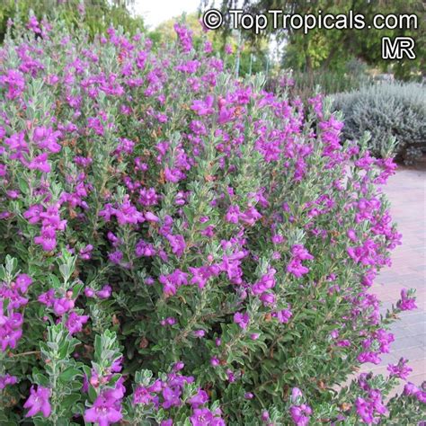 Leucophyllum Frutescens Texas Ranger Texas Sage Barometer Bush
