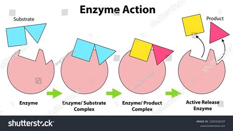 enzyme action  images stock  vectors shutterstock