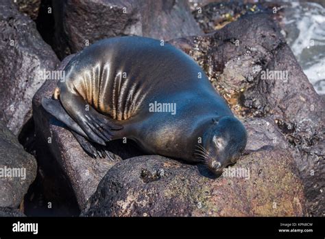 Galapagos sea lion asleep on volcanic rocks Stock Photo - Alamy