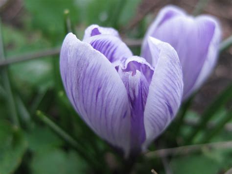 Цветы мая - Фото Дом Солнца. Фотография 2