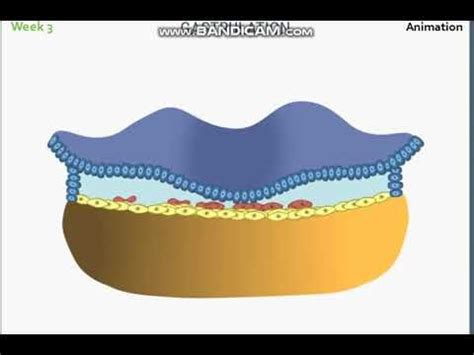 3rd Week Gastrulation Animation | Animation, Decorative bowls, Decor