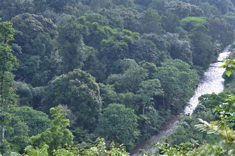Bwindi National Park Bwindi Impenetrable Forest Uganda
