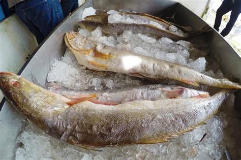 Cinco pontos de venda e delivery de pescado serão disponibilizados