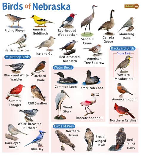 List of Common Birds Found in Nebraska– Facts with Pictures