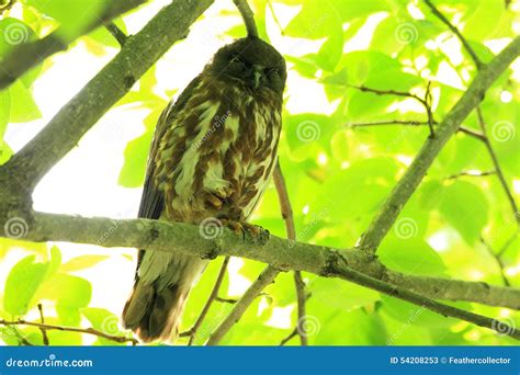 Northern Boobook Stock Image Image Of Green Japan Animal 54208253