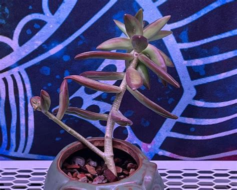 Sedum Firestorm Is Not Toxic To Cats 🐈