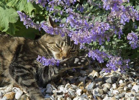 😺Кошачья мята: польза или вред? Как реагируют на мяту разные кошки ...