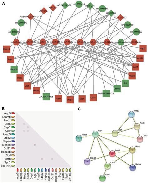 Potential Competing Endogenous Rna Cerna Regulatory Network And