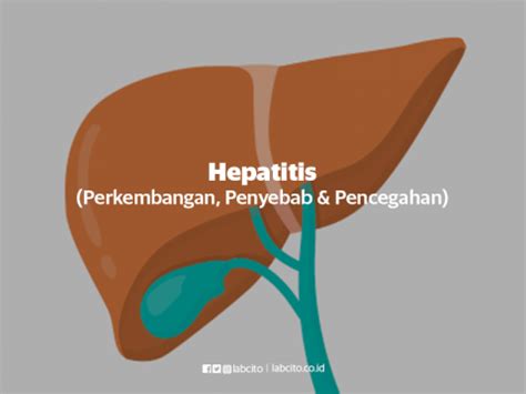 Hepatitis Perkembangan Penyebab Dan Pencegahan