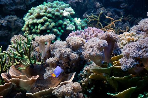 Водоросли и морские растения | Бесплатно Фото