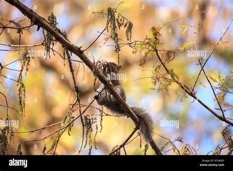 Big Cypress Fox Squirrel High Resolution Stock Photography And Images