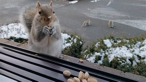 Squirrels' reactions to pistachios - YouTube