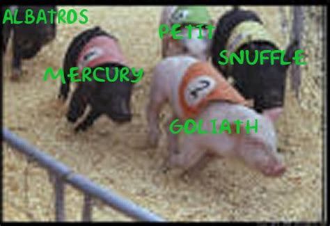 About Pig