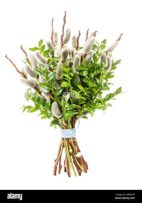 Traditional Pussy Willow Bunch For Palm Sunday Stock Photo Alamy