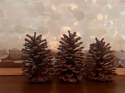 6 8 Jumbo Pine Cone Large Pine Cone Jumbo Pinecone Large Pinecone