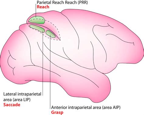 Intraparietal Sulcus