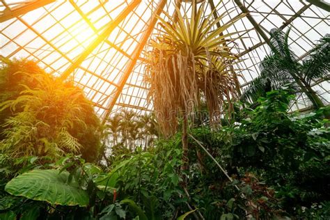 Botanical Garden Stock Photo Image Of Conservatory 350490580