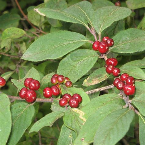 Жимолость Настоящая Фото – Telegraph